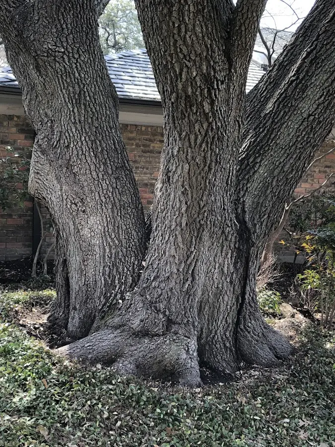 Mature heritage tree close to a Nettleton property cared for by certified arborists